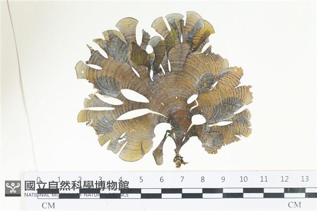 南方團扇藻藏品圖，第1張