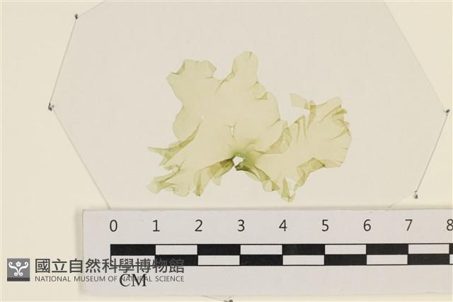 石蓴藏品圖，第1張