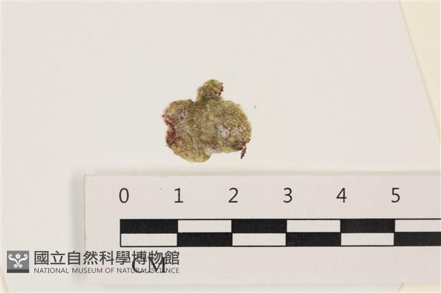 網球藻藏品圖，第1張