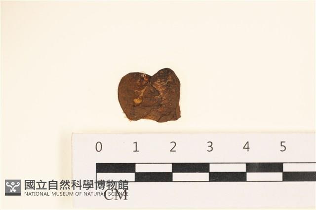 登錄號:A00004191藏品圖，第1張