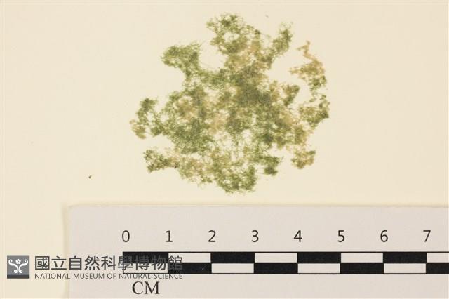 布氏藻藏品圖，第1張