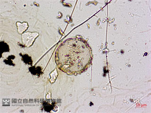 登錄號:A00004591藏品圖，第4張