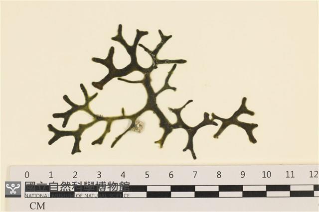 登錄號:A00005591藏品圖，第1張