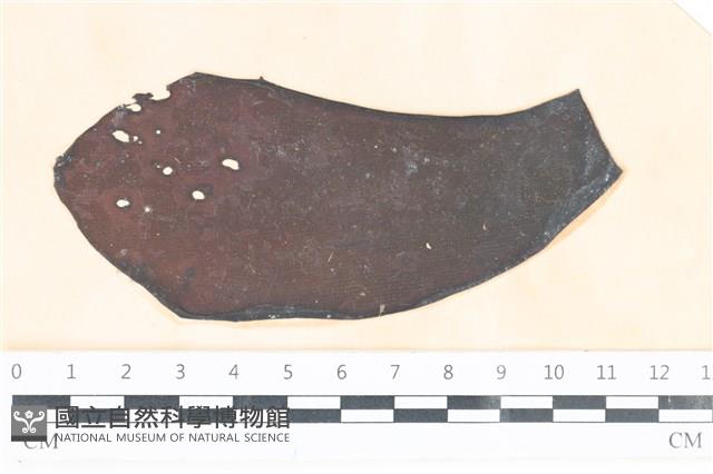 登錄號:A00003591藏品圖，第1張