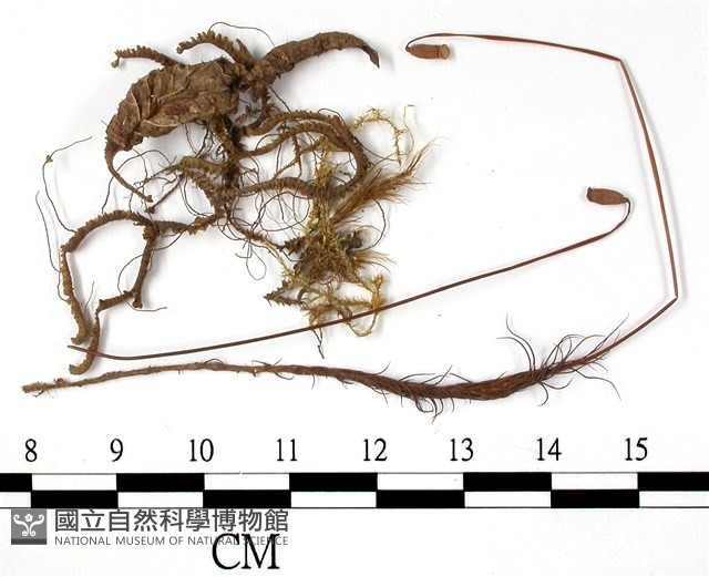 登錄號:B00004491藏品圖，第3張