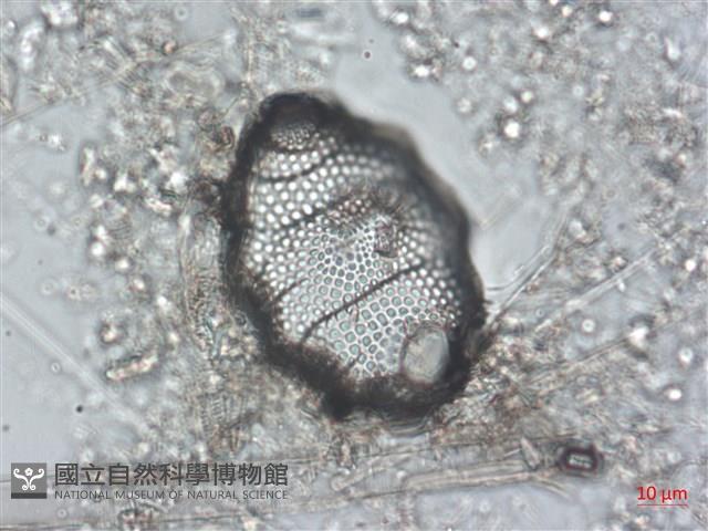 登錄號:A00004491藏品圖，第4張