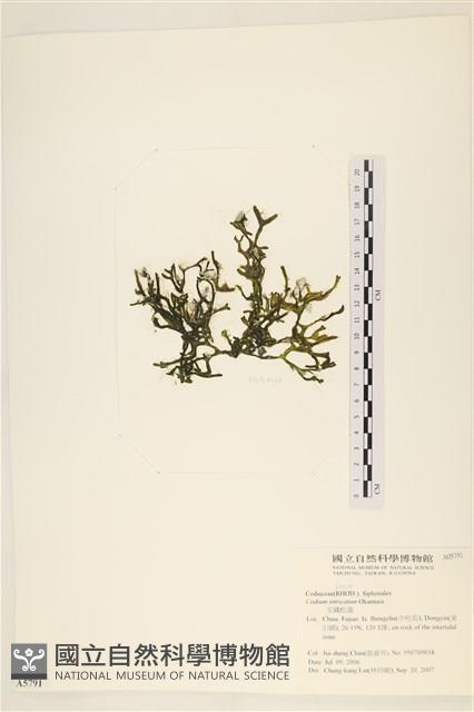 館號:A00005791藏品圖，第3張