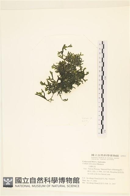 登錄號:A00005641藏品圖，第3張