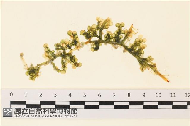 登錄號:A00001641藏品圖，第1張