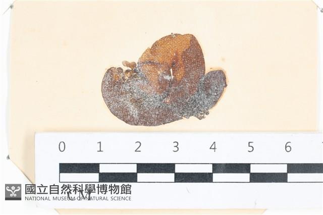 登錄號:A00004041藏品圖，第1張