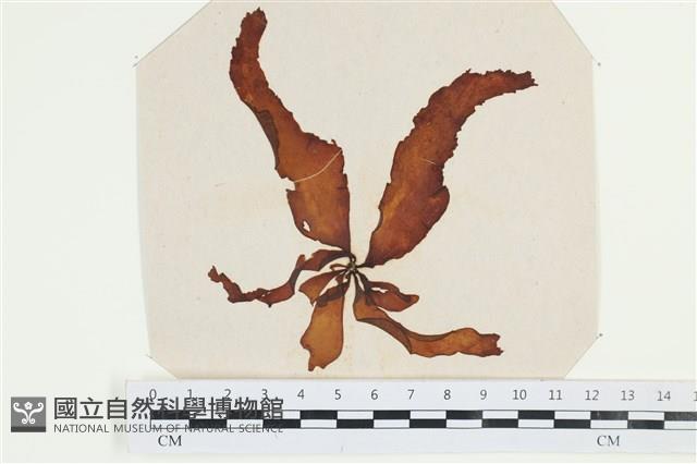 登錄號:A00002541藏品圖，第1張