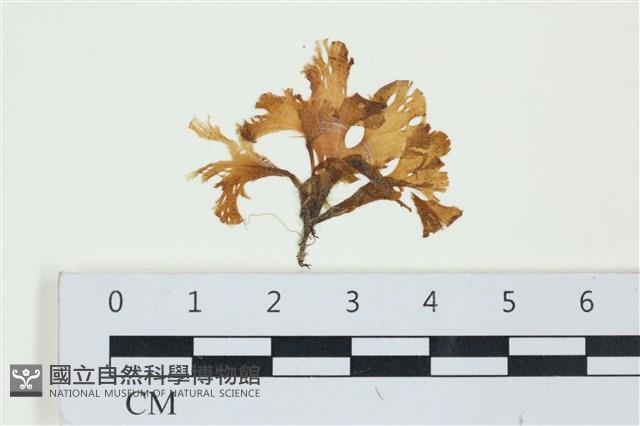 登錄號:A00004441藏品圖，第1張