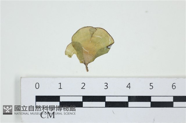 小團扇藻藏品圖，第1張