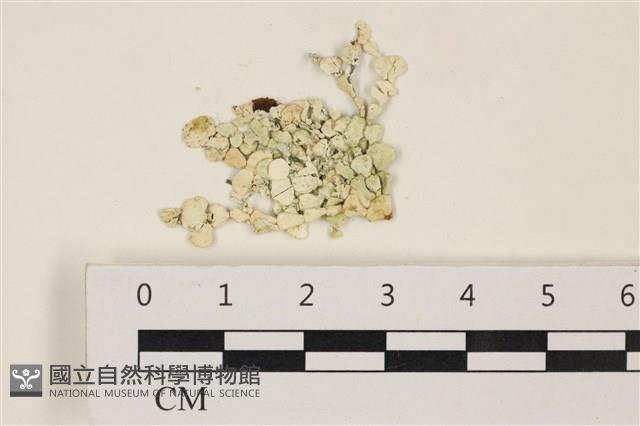 仙掌藻, 海仙人掌藏品圖，第1張