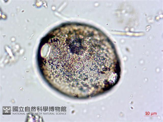登錄號:A00004661藏品圖，第4張