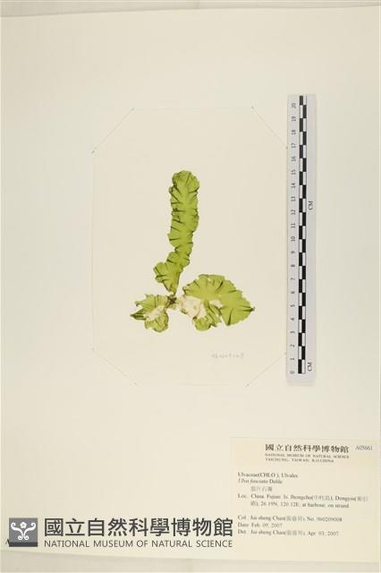長片石蓴, 裂片石蓴藏品圖，第1張