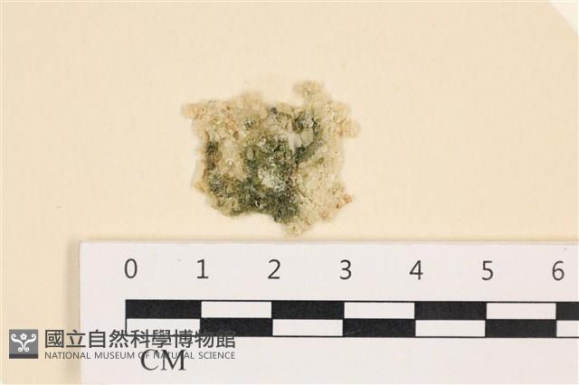 網球藻藏品圖，第1張