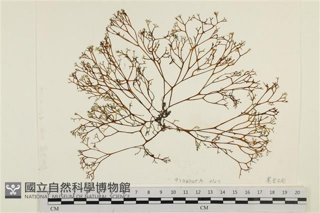 鹿角網地藻藏品圖，第1張