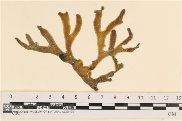 登錄號:A00005061藏品圖，第1張