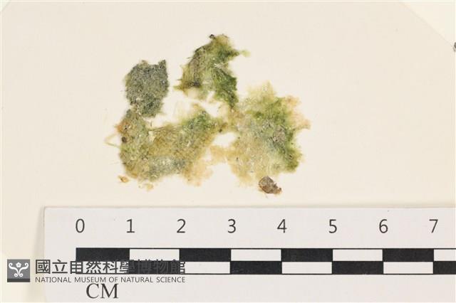 茶花石蓴, 牡丹菜藏品圖，第1張