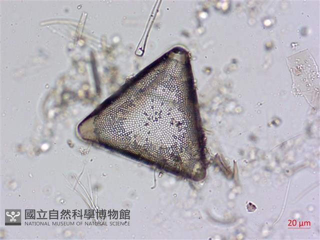登錄號:A00004561藏品圖，第5張