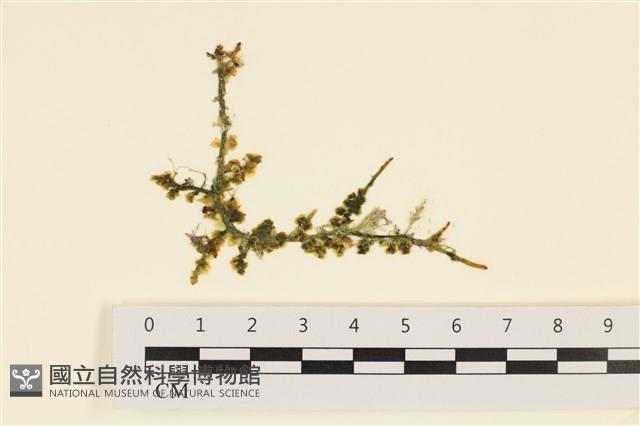 登錄號:A00005561藏品圖，第1張
