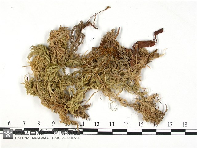 粗葉泥炭蘚藏品圖，第3張