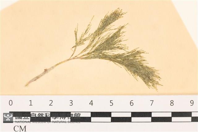 登錄號:A00003561藏品圖，第1張