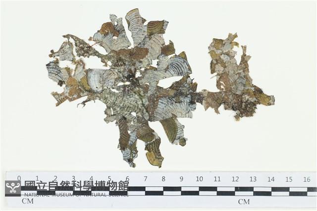 南方團扇藻藏品圖，第1張