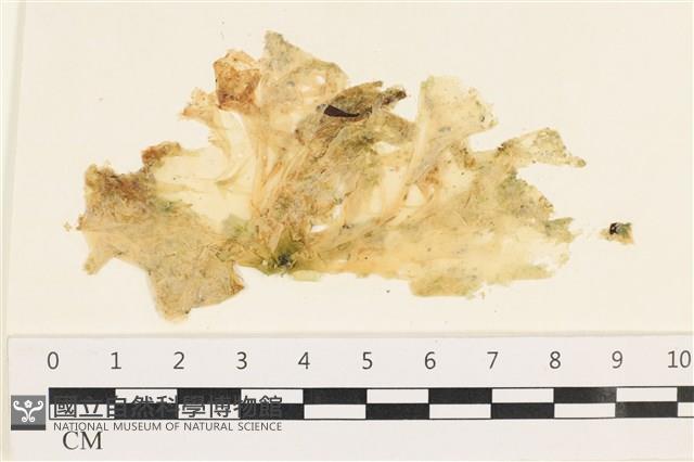 茶花石蓴, 牡丹菜藏品圖，第1張