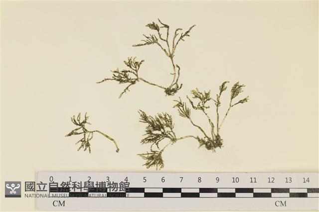 登錄號:A00000761藏品圖，第1張