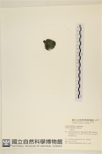 登錄號:A00005601藏品圖，第3張
