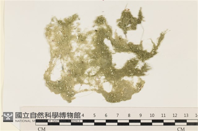 布氏藻藏品圖，第1張