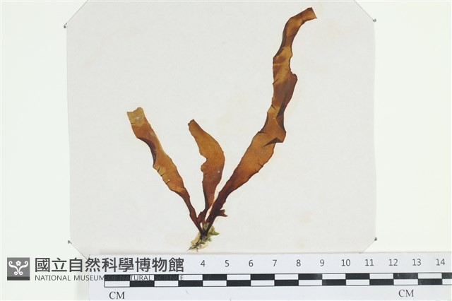 登錄號:A00006201藏品圖，第1張