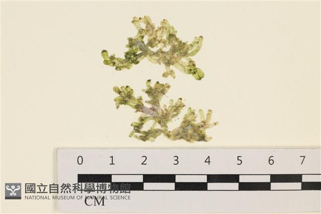 法囊藻藏品圖，第1張