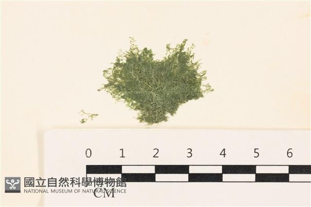 布氏藻藏品圖，第1張