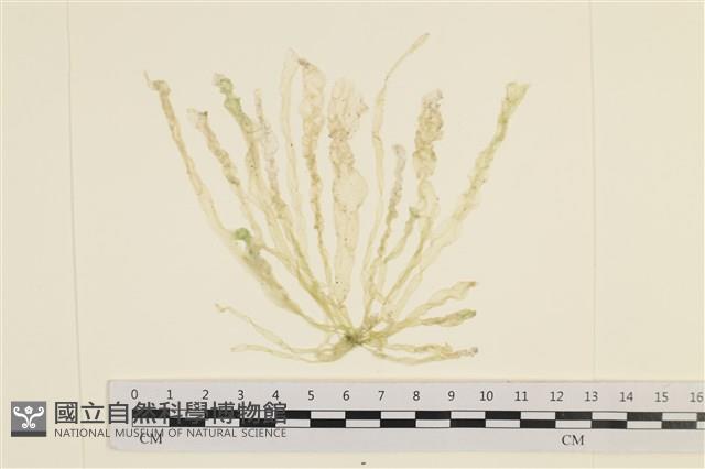 腸滸苔, 河石髮藏品圖，第1張