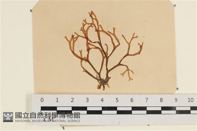 登錄號:A00003501藏品圖，第1張