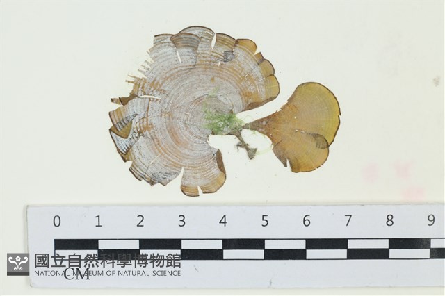 登錄號:A00001401藏品圖，第1張