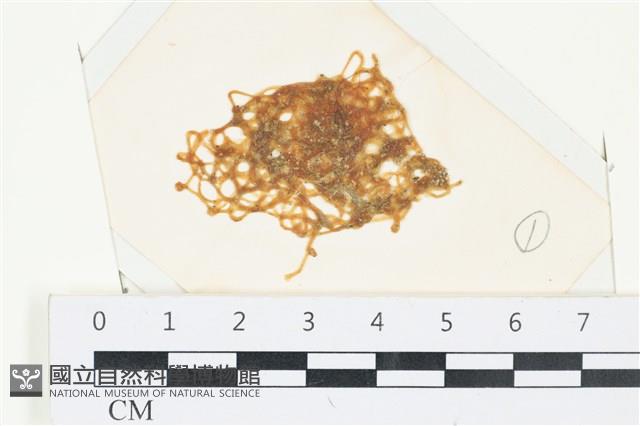 網胰藻藏品圖，第1張