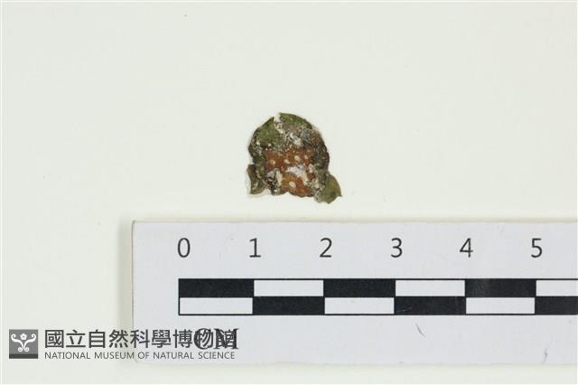 網胰藻藏品圖，第1張