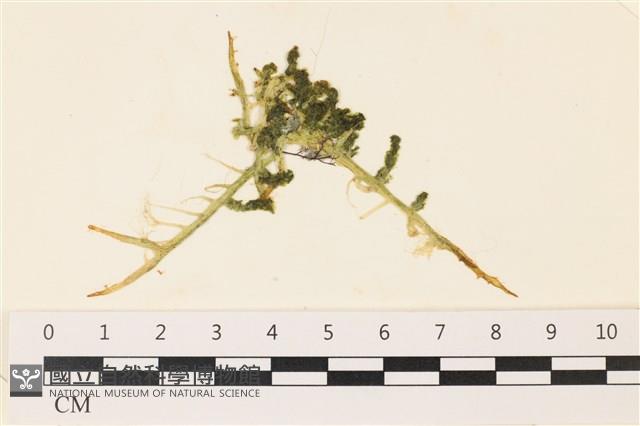 登錄號:A00002281藏品圖，第1張