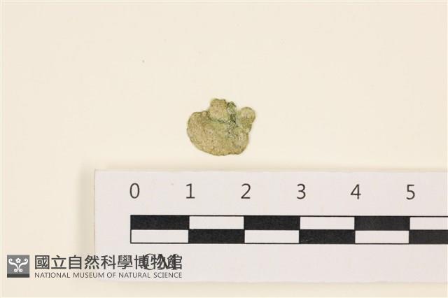 網球藻藏品圖，第1張