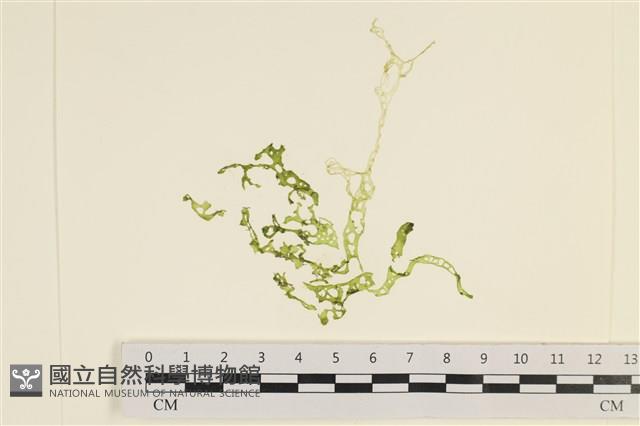 網石蓴藏品圖，第1張
