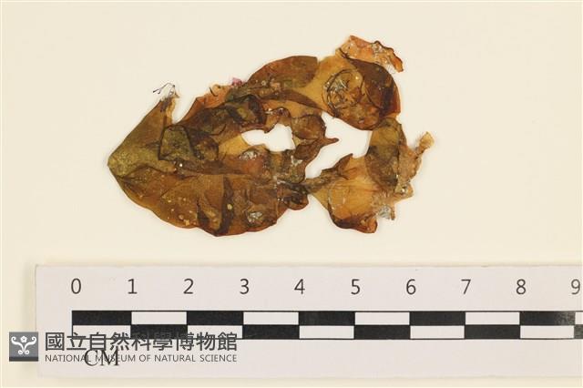 袋苔, 囊藻藏品圖，第1張