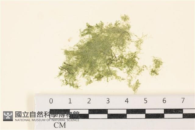 布氏藻藏品圖，第1張