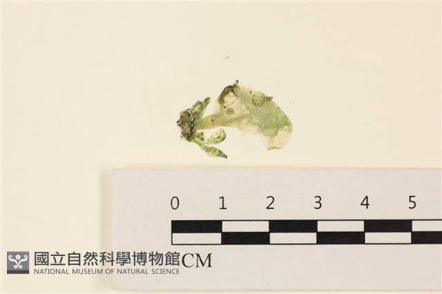 曲玉藻, 香蕉菜, 玉茄藻藏品圖，第1張