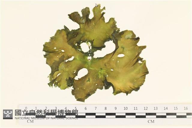 Accession Number:A00000381 Collection Image, Figure 1, Total 3 Figures