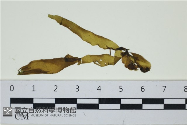 葉苔, 小海帶藏品圖，第1張
