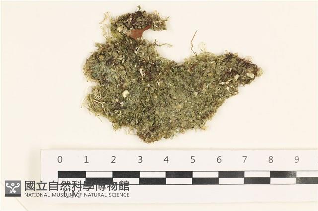 指枝藻藏品圖，第1張